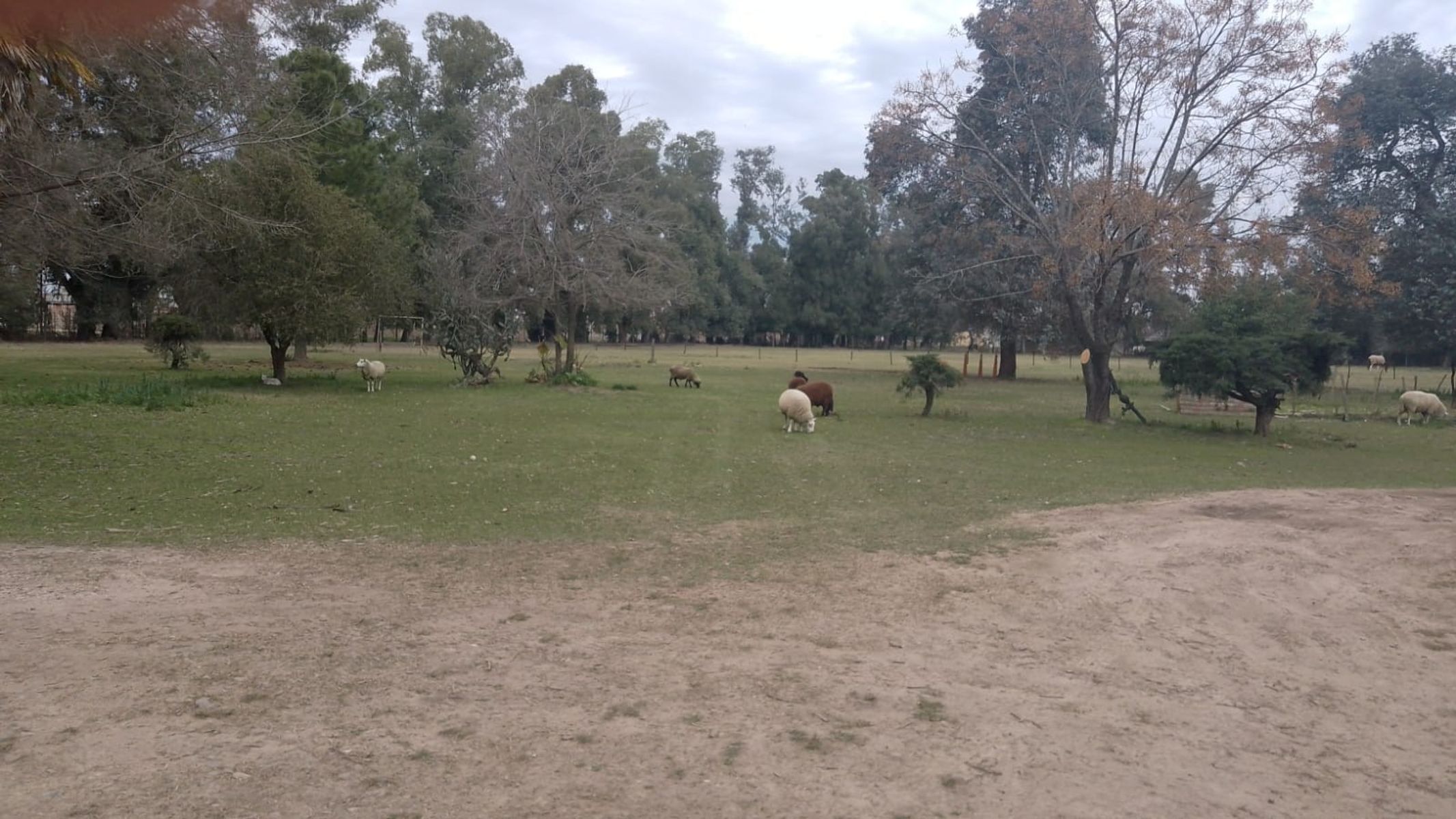 Campito Polero en Gral. Rodriguez a 2000 mts del centro de la ciudad — foto 6