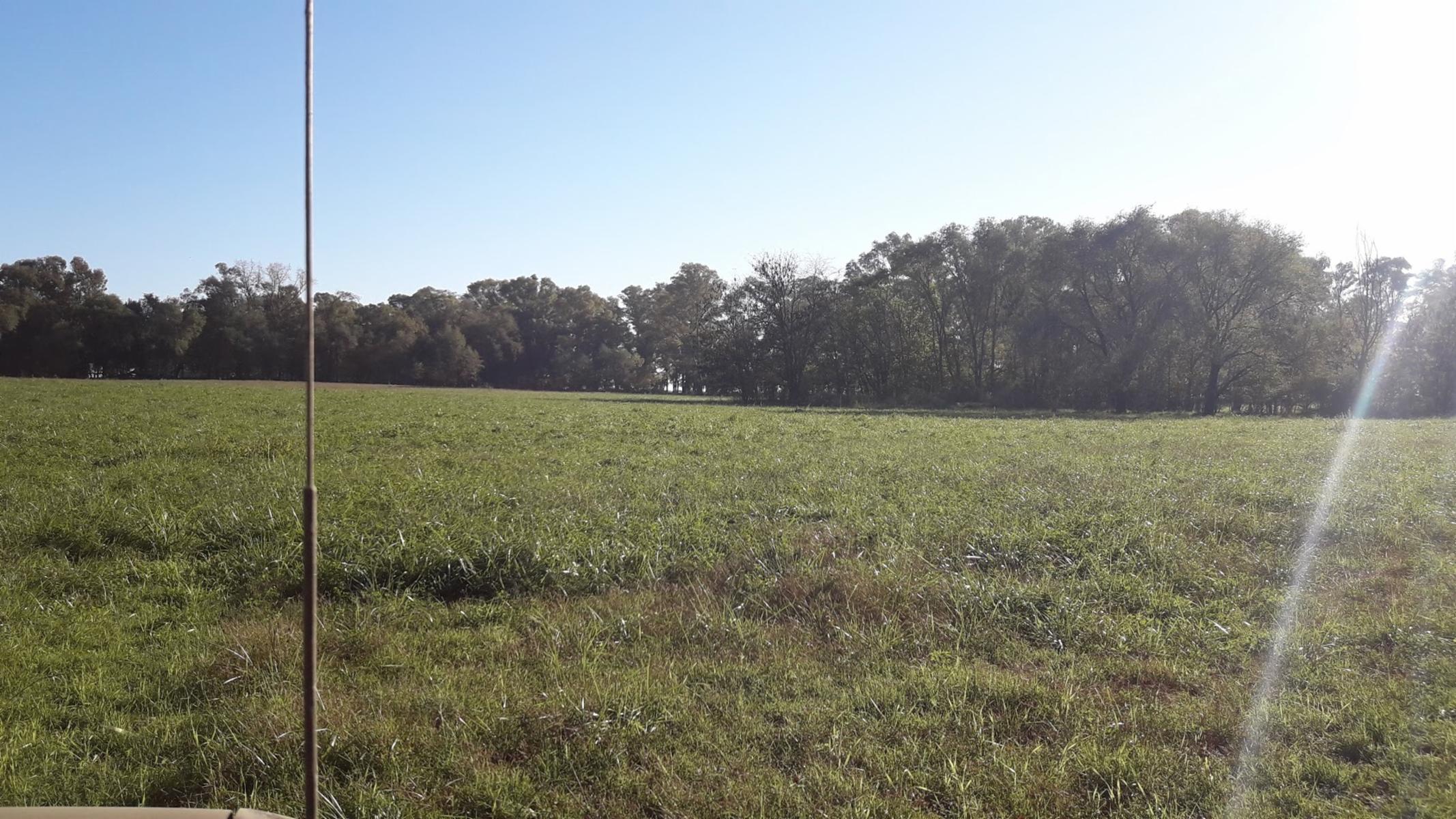 CAMPO 309 HECTAREAS EN CADRET CARLOS CASARES - 4