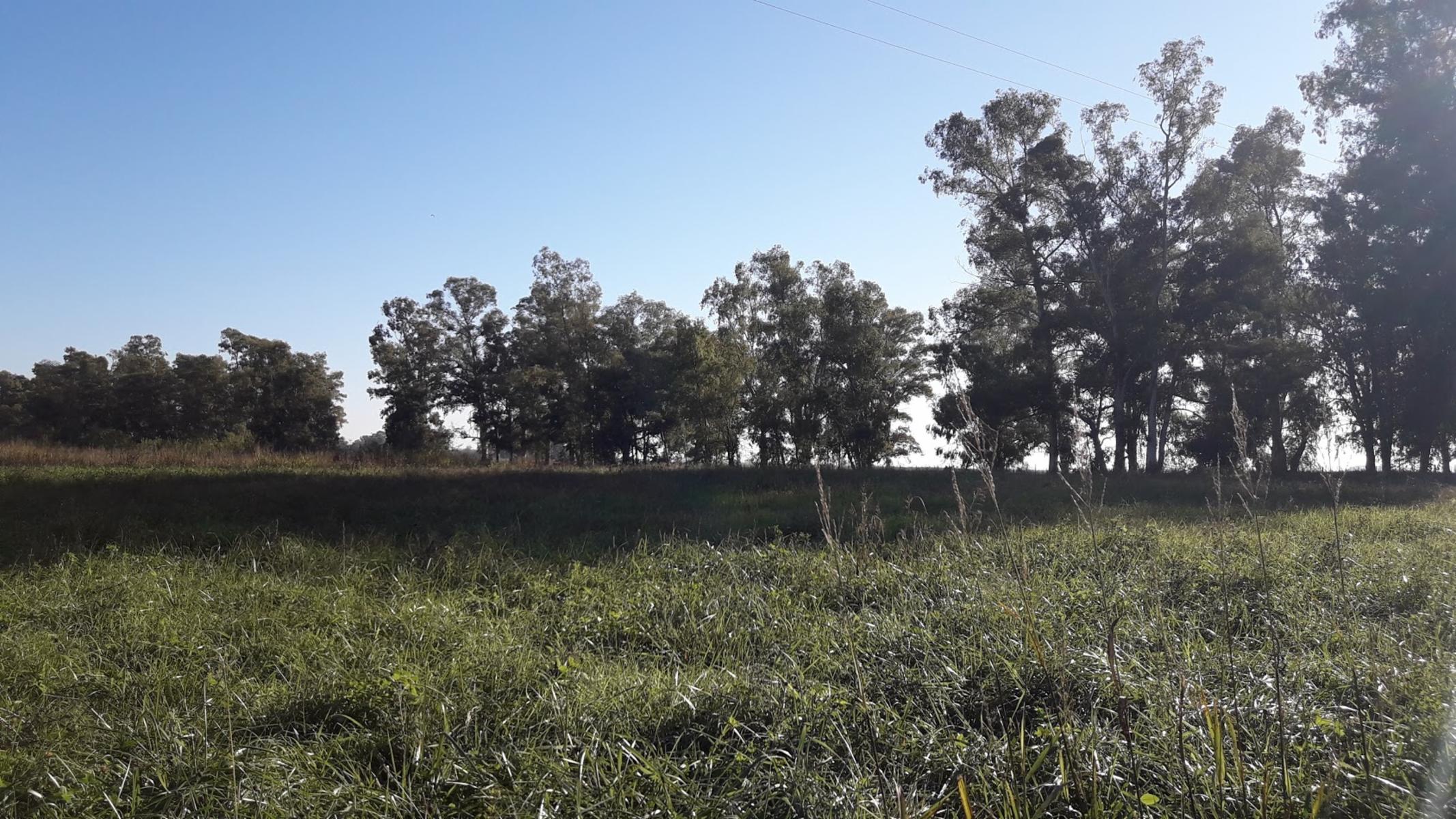 CAMPO 309 HECTAREAS EN CADRET CARLOS CASARES - 5