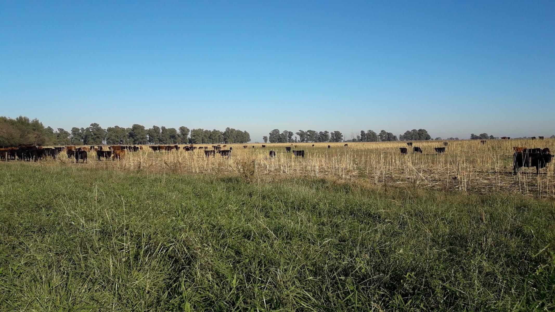 CAMPO 309 HECTAREAS EN CADRET CARLOS CASARES - 6