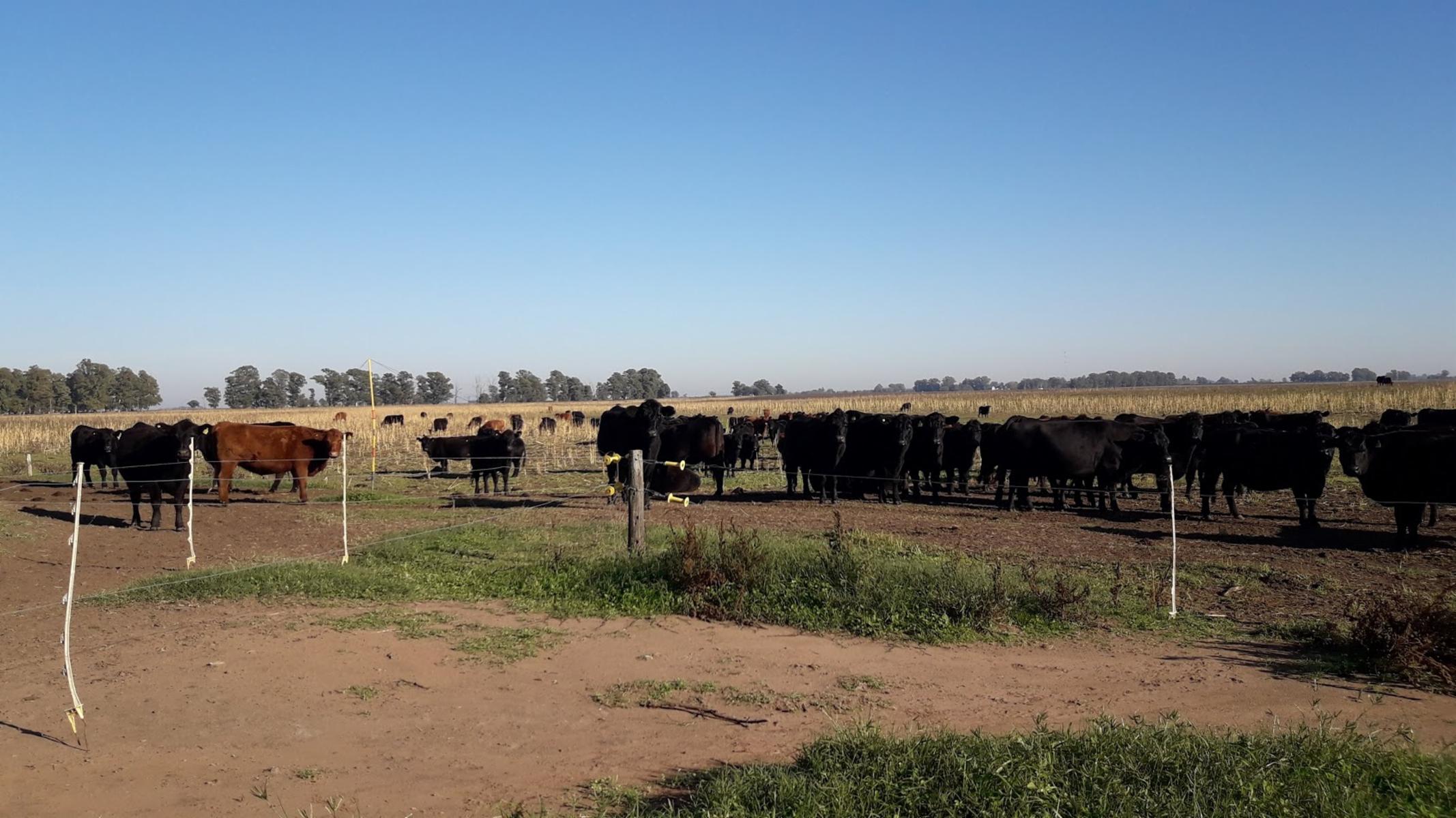 CAMPO 309 HECTAREAS EN CADRET CARLOS CASARES - 8