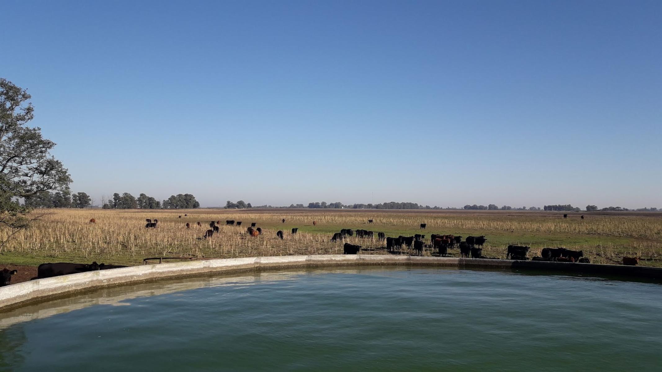 CAMPO 309 HECTAREAS EN CADRET CARLOS CASARES - 9
