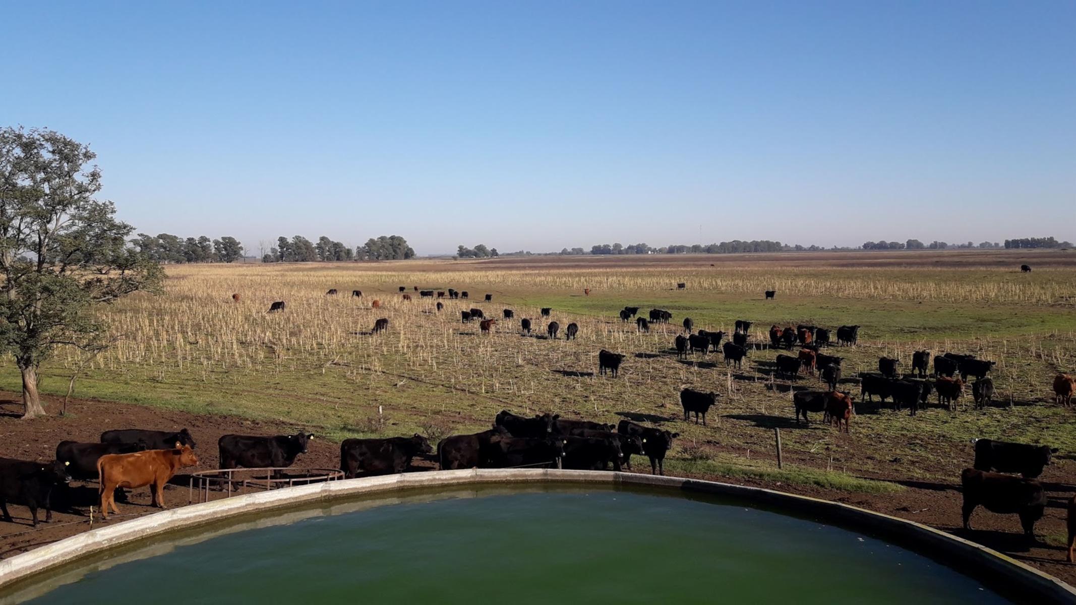 CAMPO 309 HECTAREAS EN CADRET CARLOS CASARES - 10