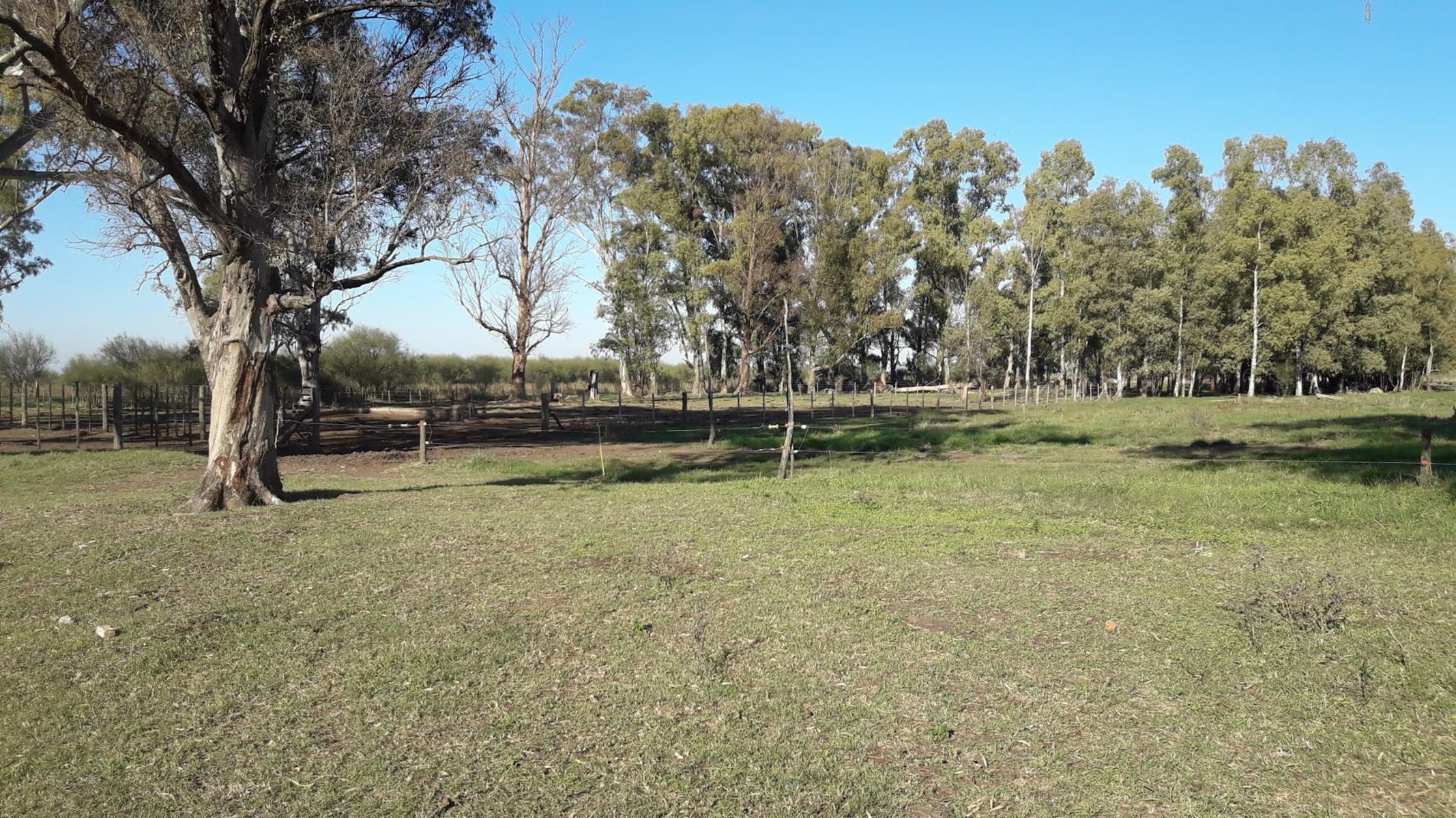 CAMPO 309 HECTAREAS EN CADRET CARLOS CASARES - 19