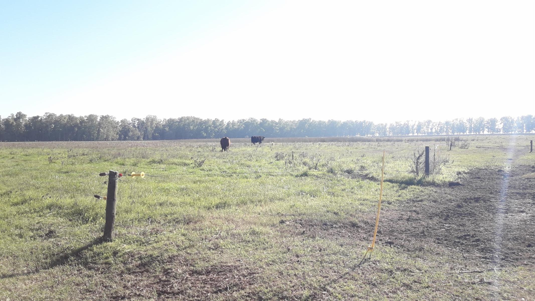 CAMPO 309 HECTAREAS EN CADRET CARLOS CASARES - 21