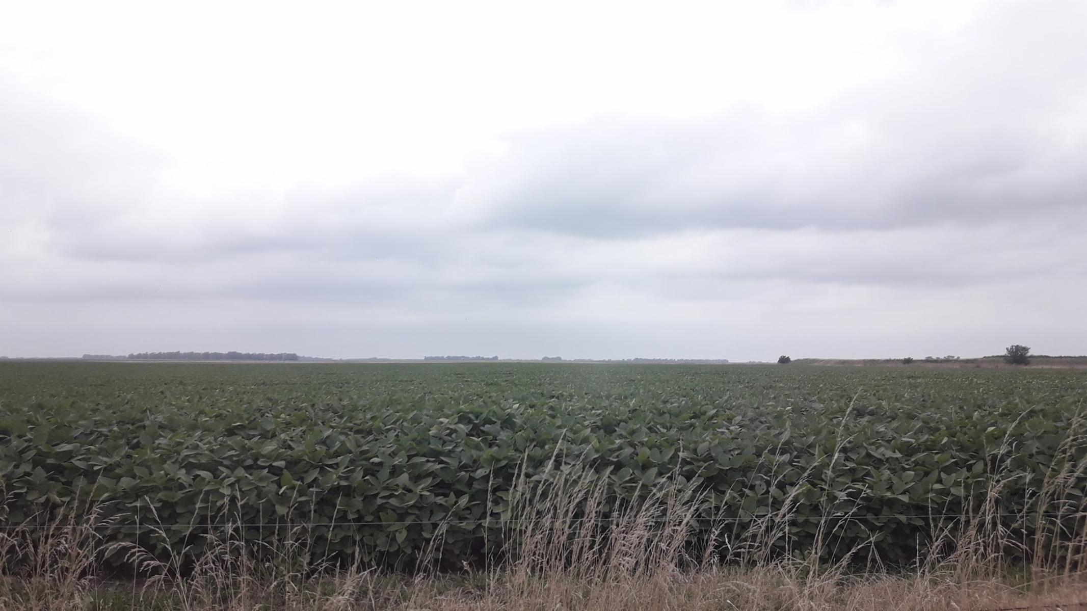 CAMPO EN VENTA 60 HECT. EN HIRSCH - 4