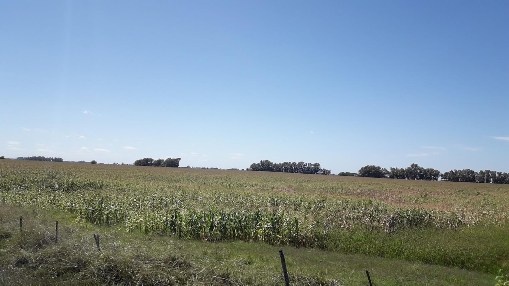CAMPO 46 HECT. 100 AGRÍCOLAS EN SMITH. - 3