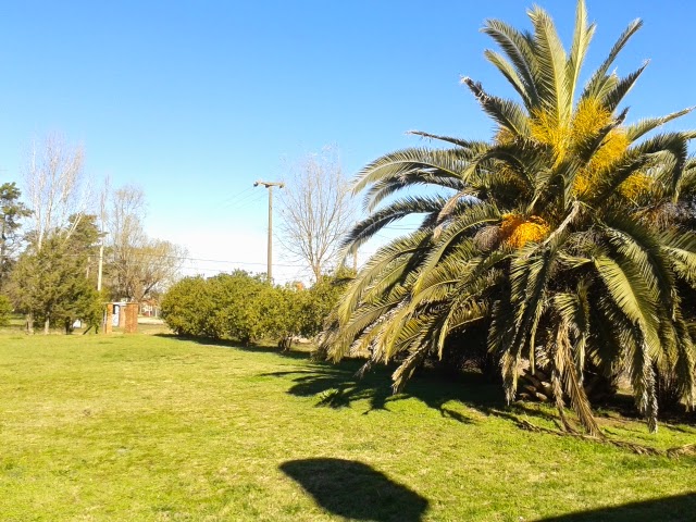 VENTA DE LOTES APTOS PARA CREDITO PROCREAR EN CARLOS CASARES - 9