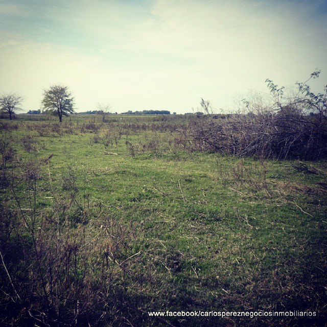 CAMPO DE 51 HECTAREAS EN BELLOCQ - 2