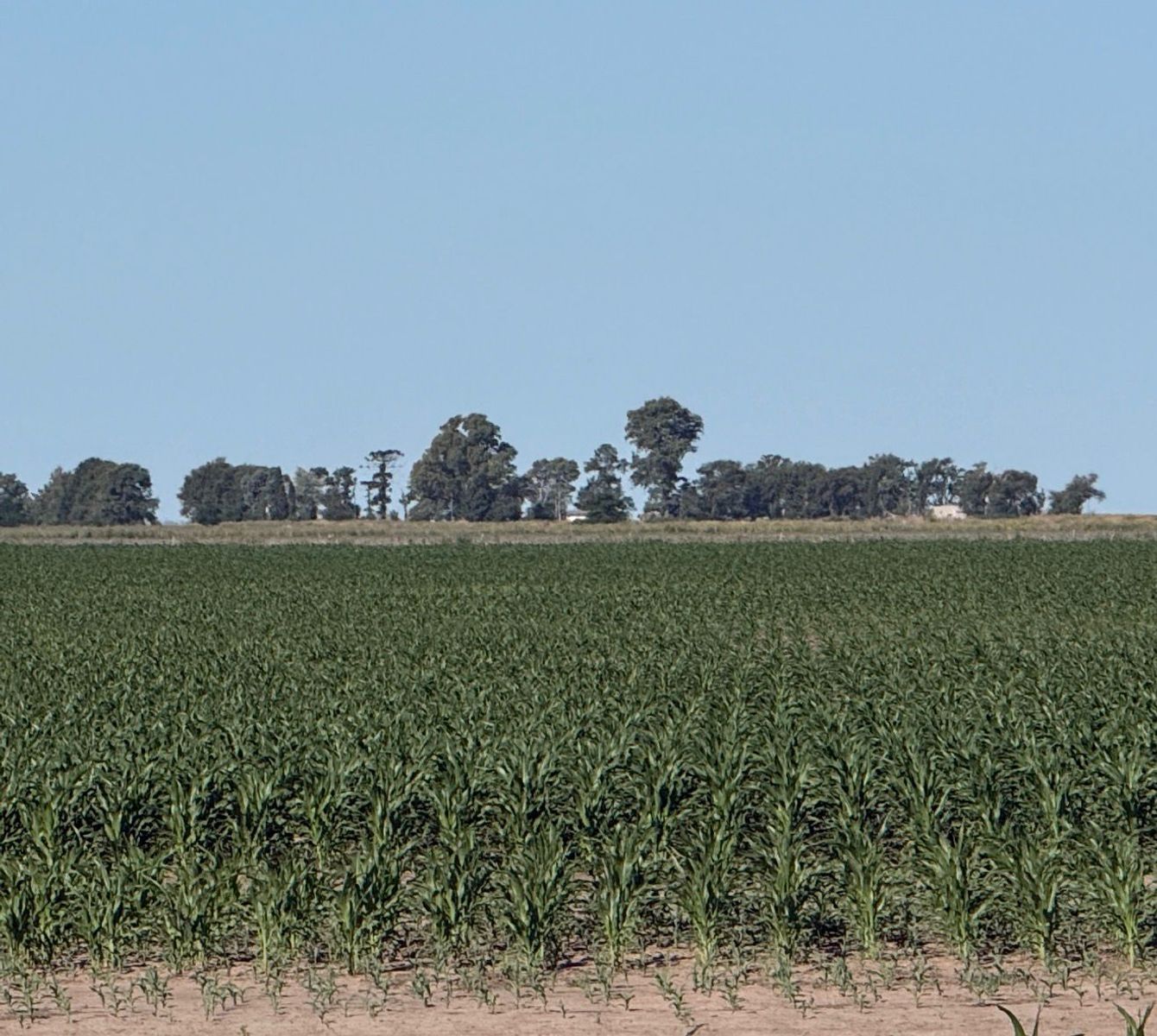 Campo mixto 80 has. General Villegas - 2