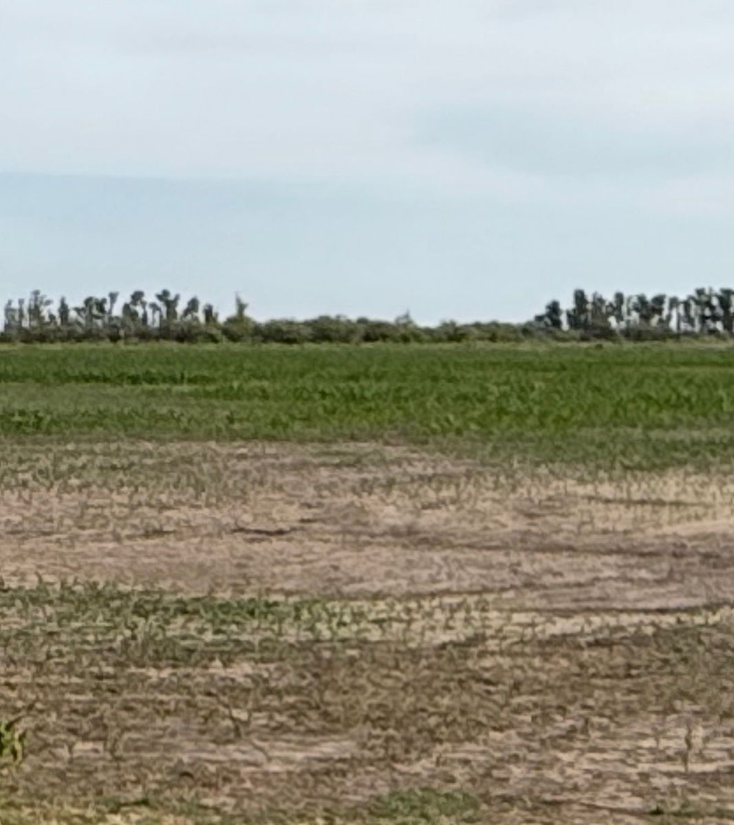 Campo agrícola ganadero 80 has. - 1