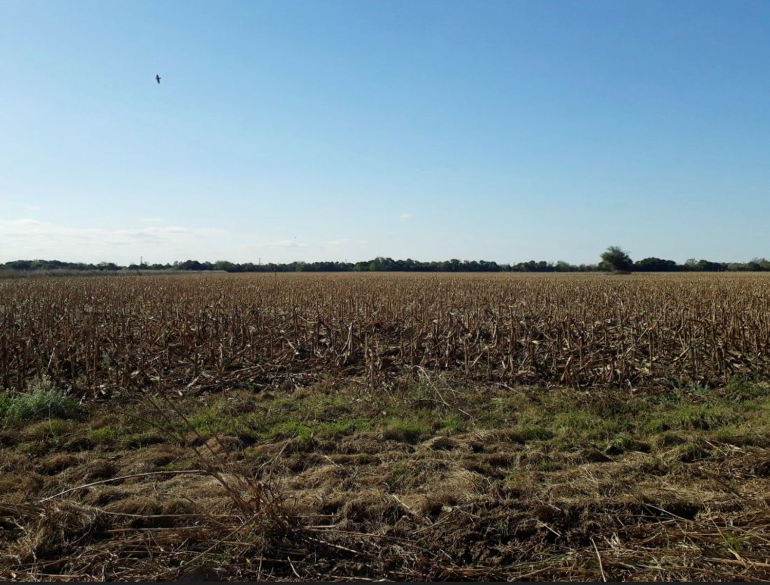 Campo mixto zona Bunge - 1