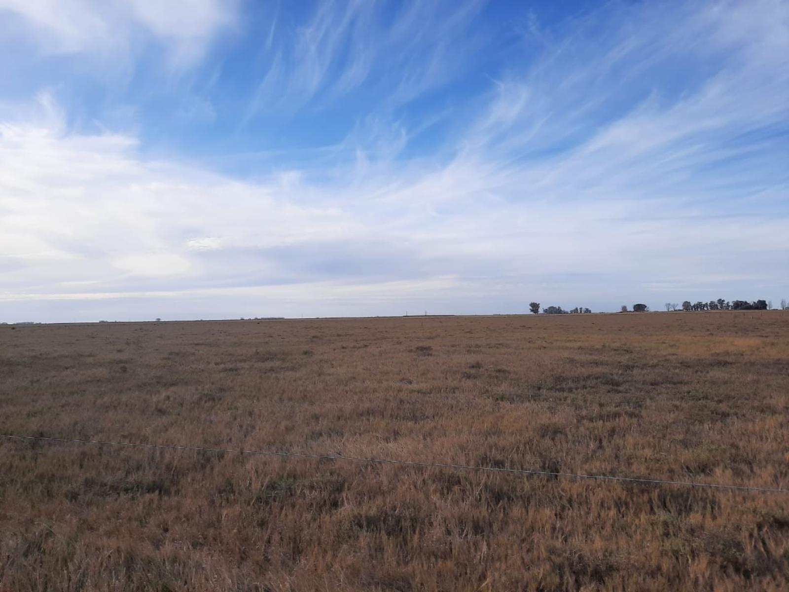 Campo mixto. 40 has. - 1