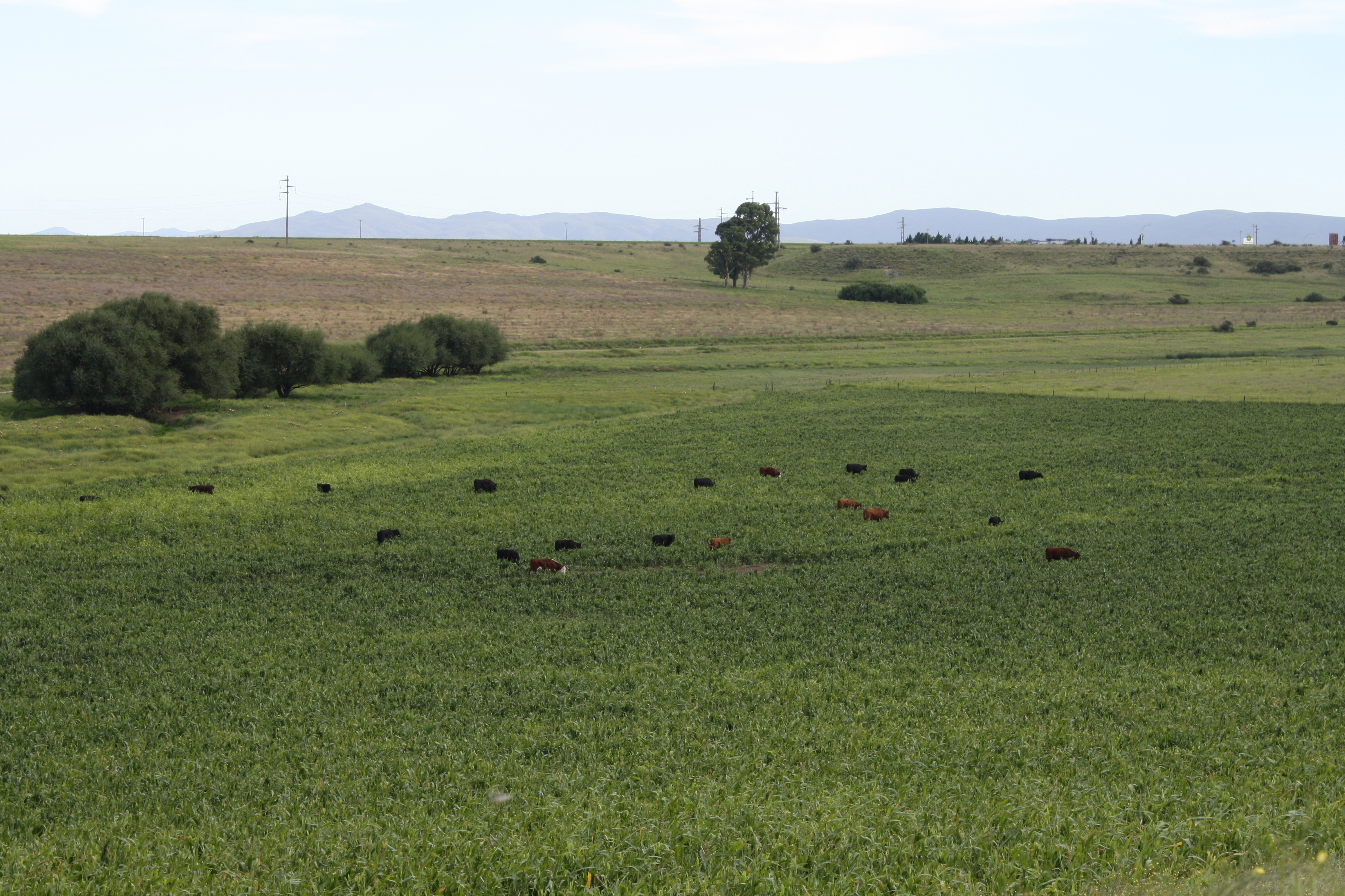EN VENTA COTO DE CAZA. PCIA DE BUENOS AIRES-SIERRA DE LA VENTANA "CON ALTERNATIVA DE CRÍA DE GANADO BOVINO" - 1