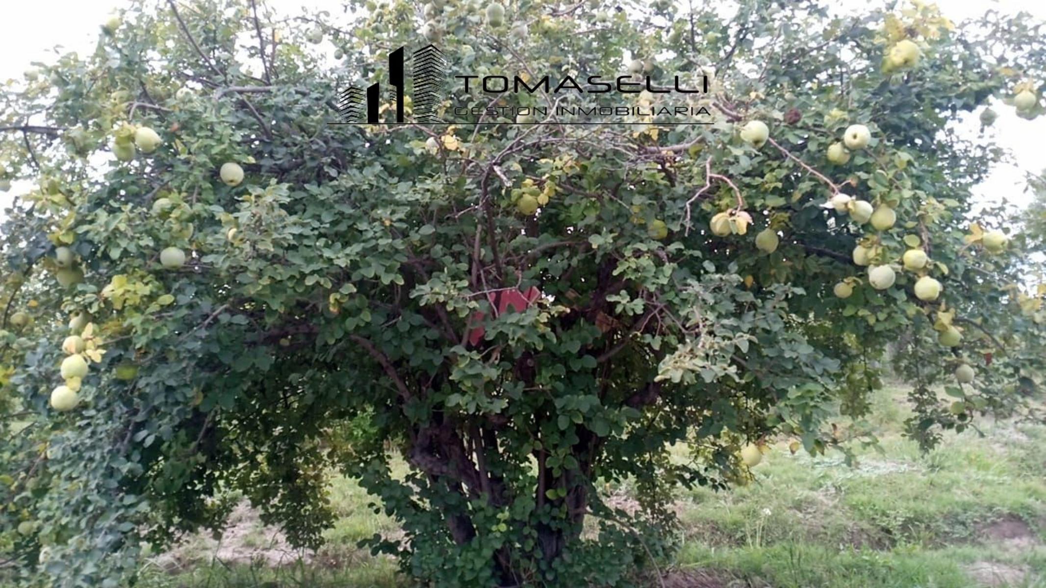 VENTA - FINCA CON CASA Y PLANTACION- RAMA CAIDA - MENDOZA - 12