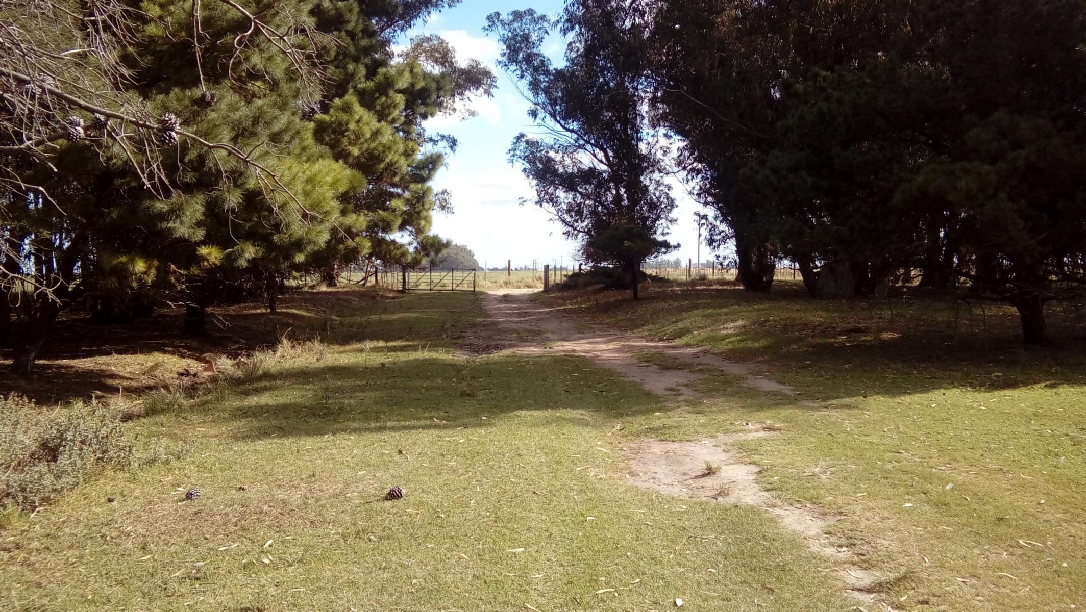 CAMPO CHACRA 12 HECTARIAS. PDO. LOBERIA - 2