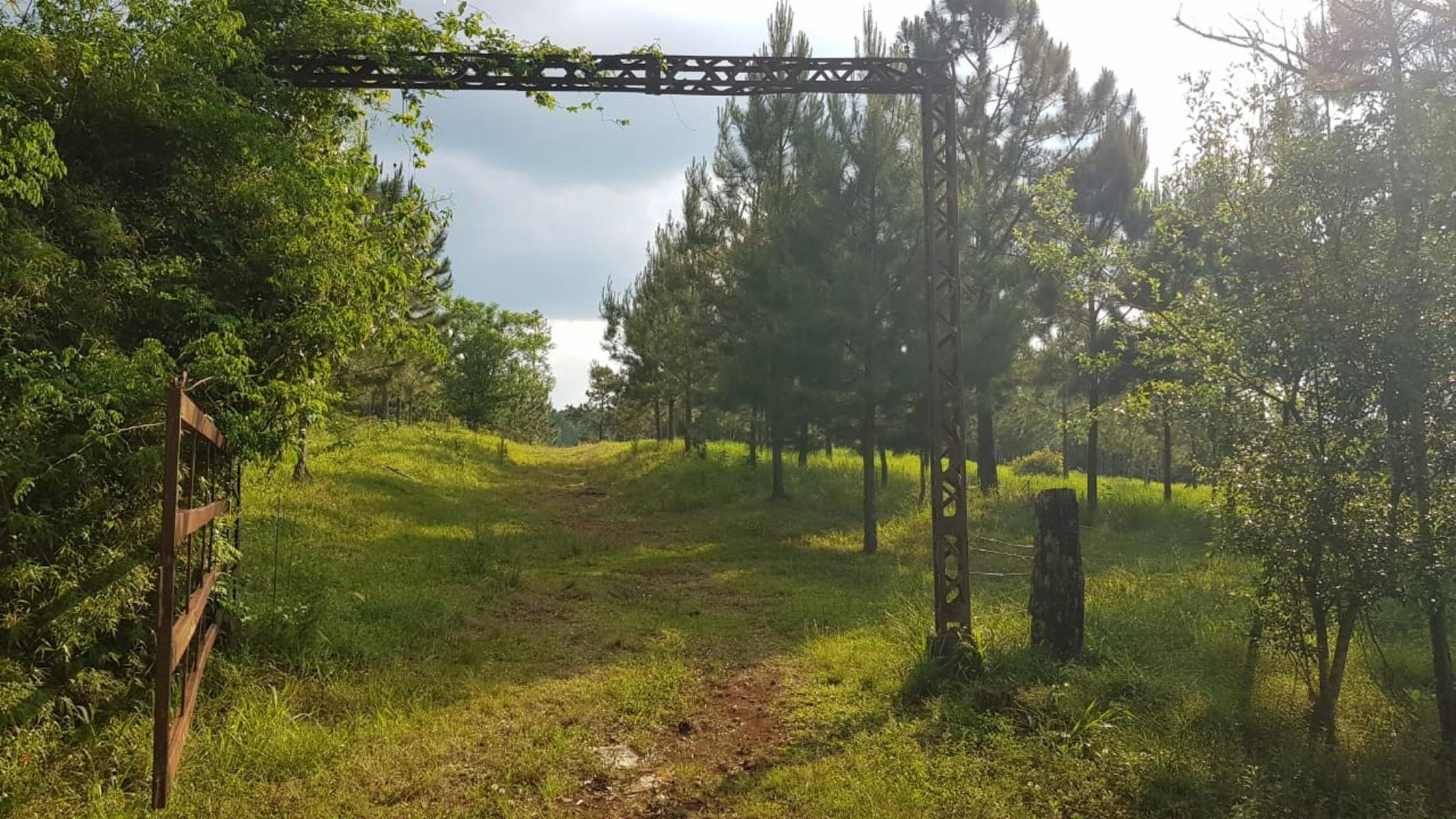 GUIDEK STASIUK VENDE 189HECT EN ALBERDI, 160HECT REFORESTADA, PINO DE 10 A 20 AÑOS, ALAMBRADO PERIMETRAL - 1