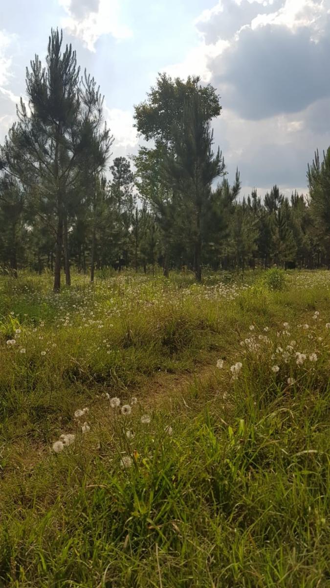 GUIDEK STASIUK VENDE 189HECT EN ALBERDI, 160HECT REFORESTADA, PINO DE 10 A 20 AÑOS, ALAMBRADO PERIMETRAL - 3