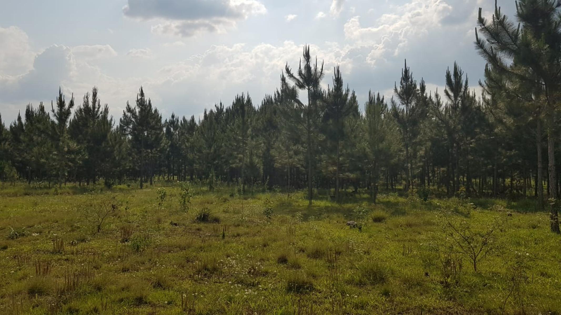 GUIDEK STASIUK VENDE 189HECT EN ALBERDI, 160HECT REFORESTADA, PINO DE 10 A 20 AÑOS, ALAMBRADO PERIMETRAL - 4