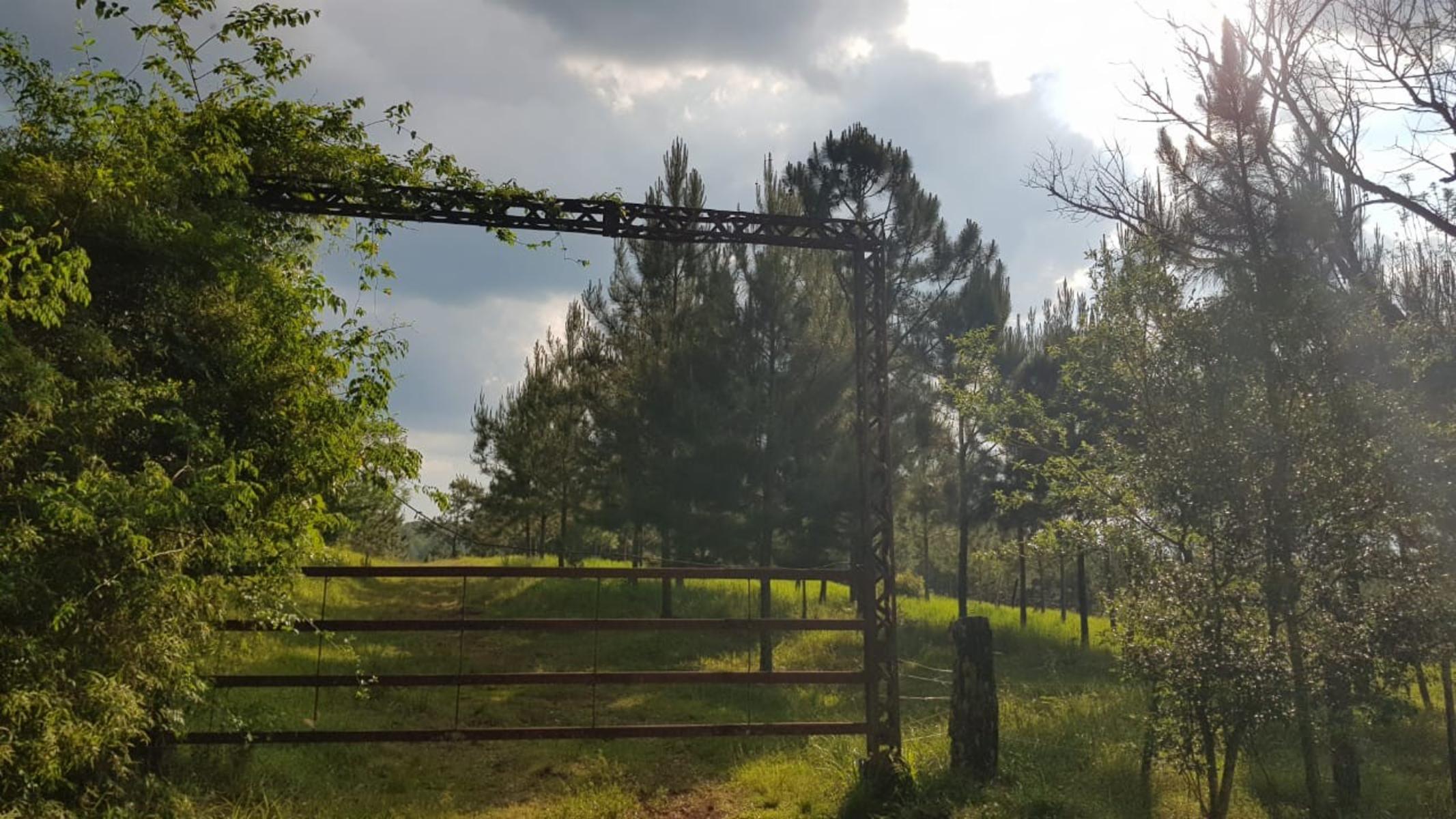 GUIDEK STASIUK VENDE 189HECT EN ALBERDI, 160HECT REFORESTADA, PINO DE 10 A 20 AÑOS, ALAMBRADO PERIMETRAL - 6