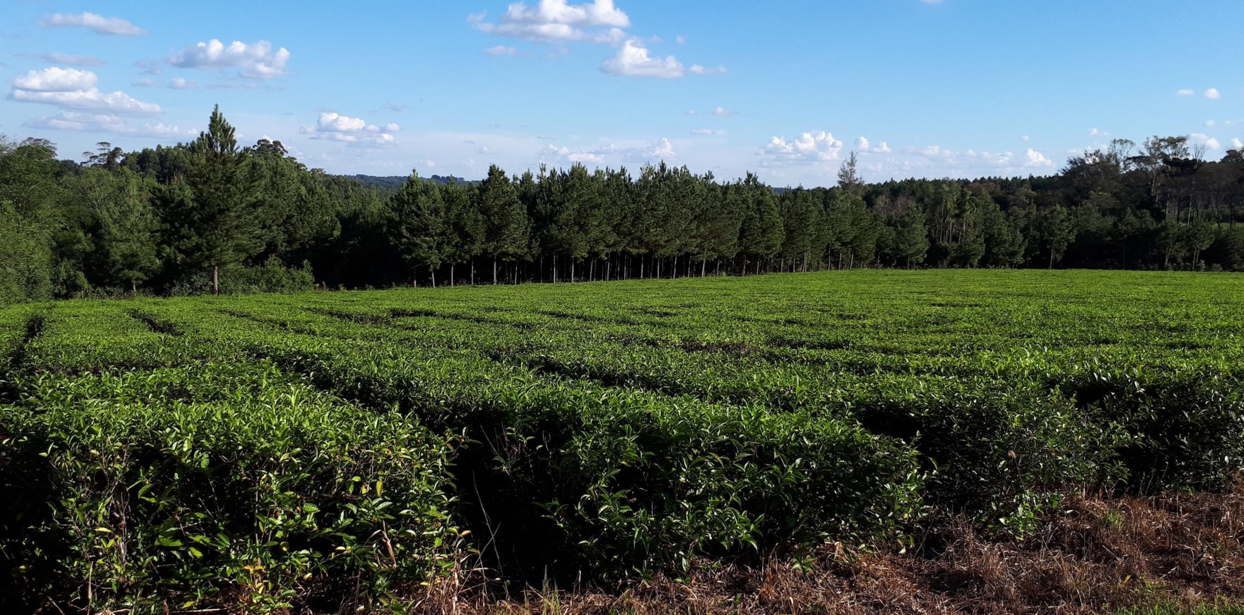 GUIDEK STASIUK PROPIEDADES VENDE EXCELENTE CHACRA SOBRE RUTA, EN PRODUCCION EN COLONIA ALBERDI, 22HECTAREAS, TITULO, TE, YERBA, PINO, VIVIENDA, TIERRA ROJA PROFUNDA. - 1