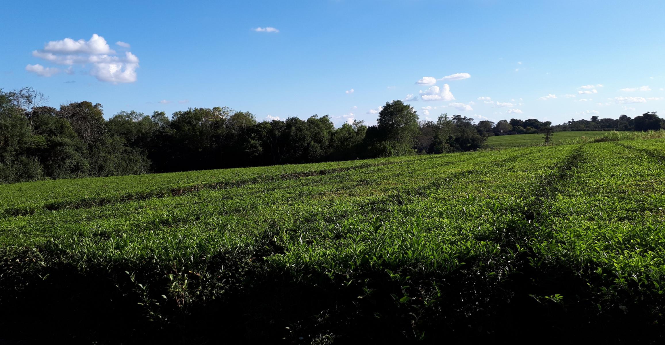GUIDEK STASIUK PROPIEDADES VENDE EXCELENTE CHACRA SOBRE RUTA, EN PRODUCCION EN COLONIA ALBERDI, 22HECTAREAS, TITULO, TE, YERBA, PINO, VIVIENDA, TIERRA ROJA PROFUNDA. - 4