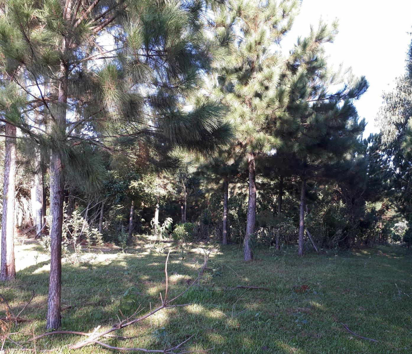 GUIDEK STASIUK PROPIEDADES VENDE EXCELENTE CHACRA SOBRE RUTA, EN PRODUCCION EN COLONIA ALBERDI, 22HECTAREAS, TITULO, TE, YERBA, PINO, VIVIENDA, TIERRA ROJA PROFUNDA. - 7