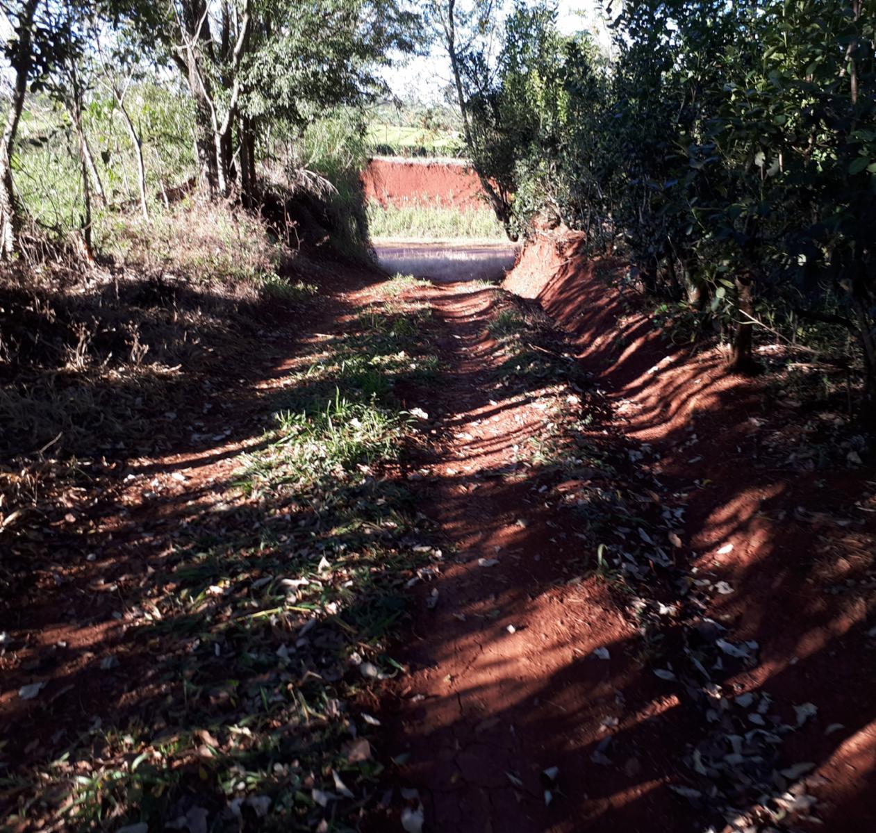 GUIDEK STASIUK PROPIEDADES VENDE EXCELENTE CHACRA SOBRE RUTA, EN PRODUCCION EN COLONIA ALBERDI, 22HECTAREAS, TITULO, TE, YERBA, PINO, VIVIENDA, TIERRA ROJA PROFUNDA. - 8