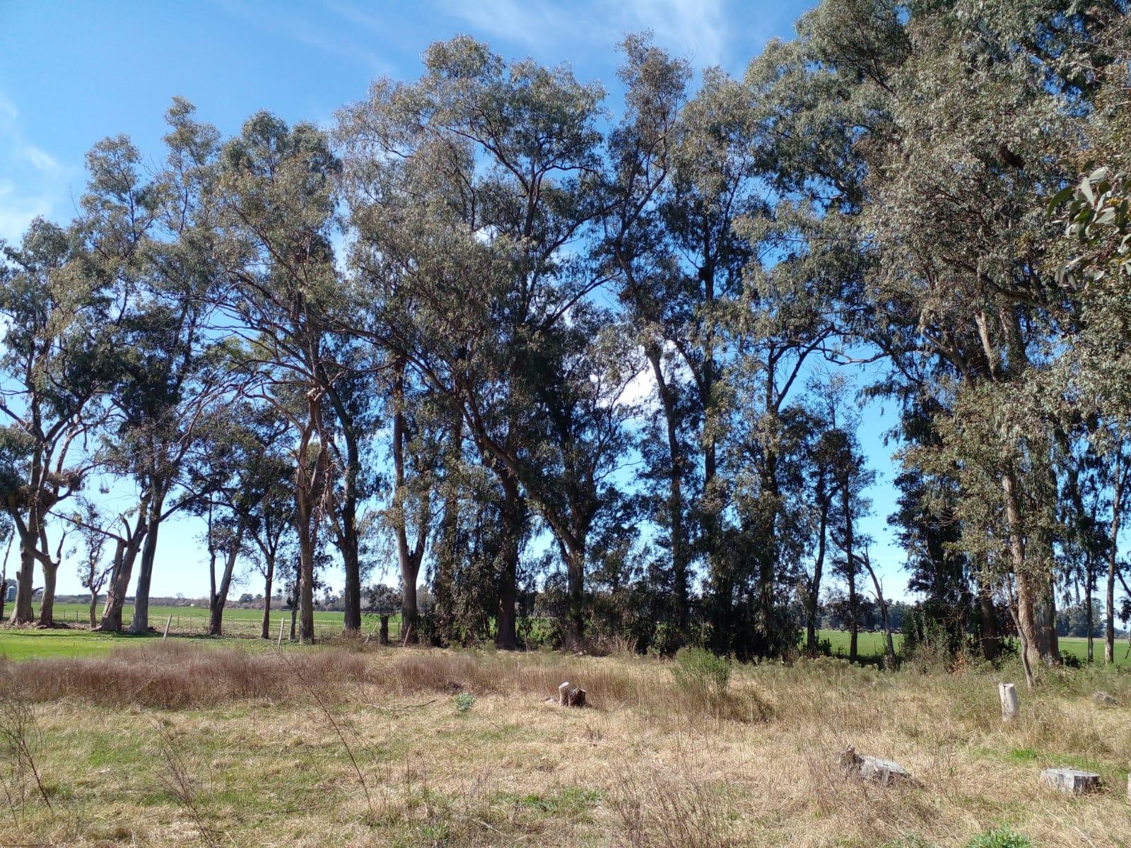 LOTE ARBOLADO CON ESCRITURA EN Bº LA PARADA - BRANDSEN