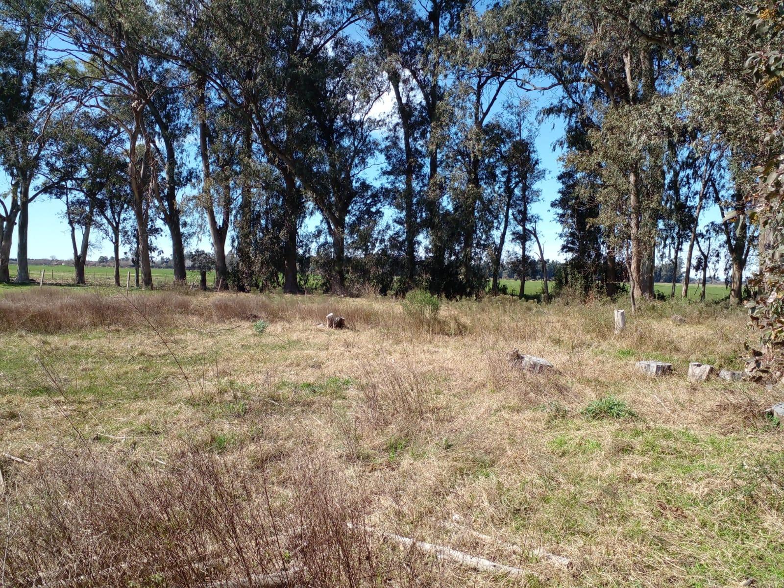 LOTE ARBOLADO CON ESCRITURA EN Bº LA PARADA - BRANDSEN — foto 2