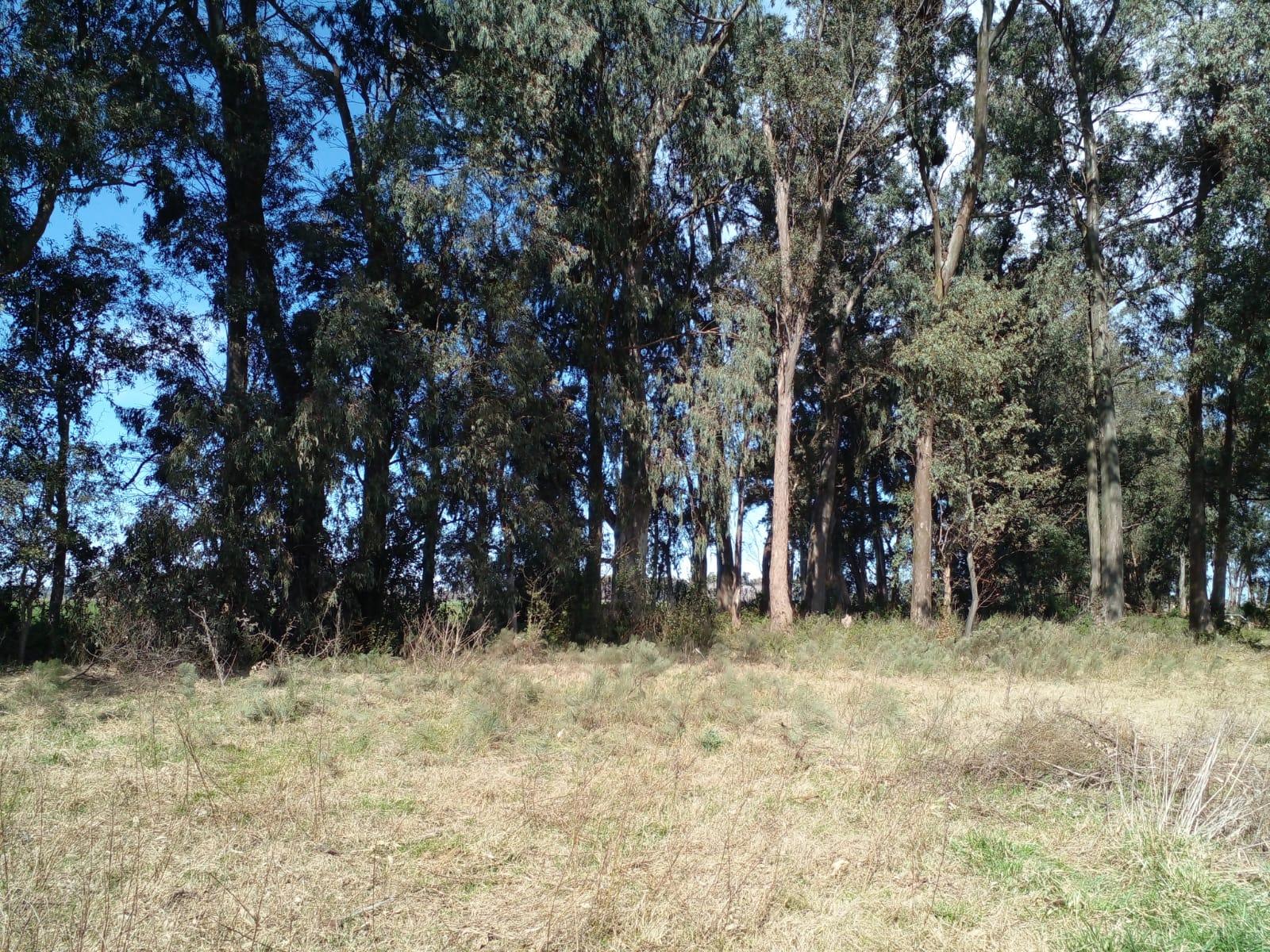 LOTE ARBOLADO CON ESCRITURA EN Bº LA PARADA - BRANDSEN — foto 4