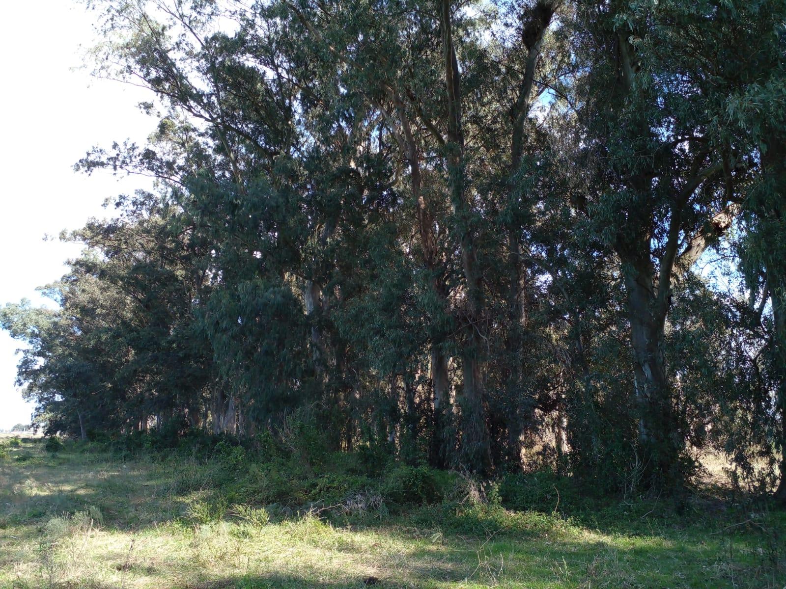 LOTE ARBOLADO CON ESCRITURA EN Bº LA PARADA - BRANDSEN — foto 6