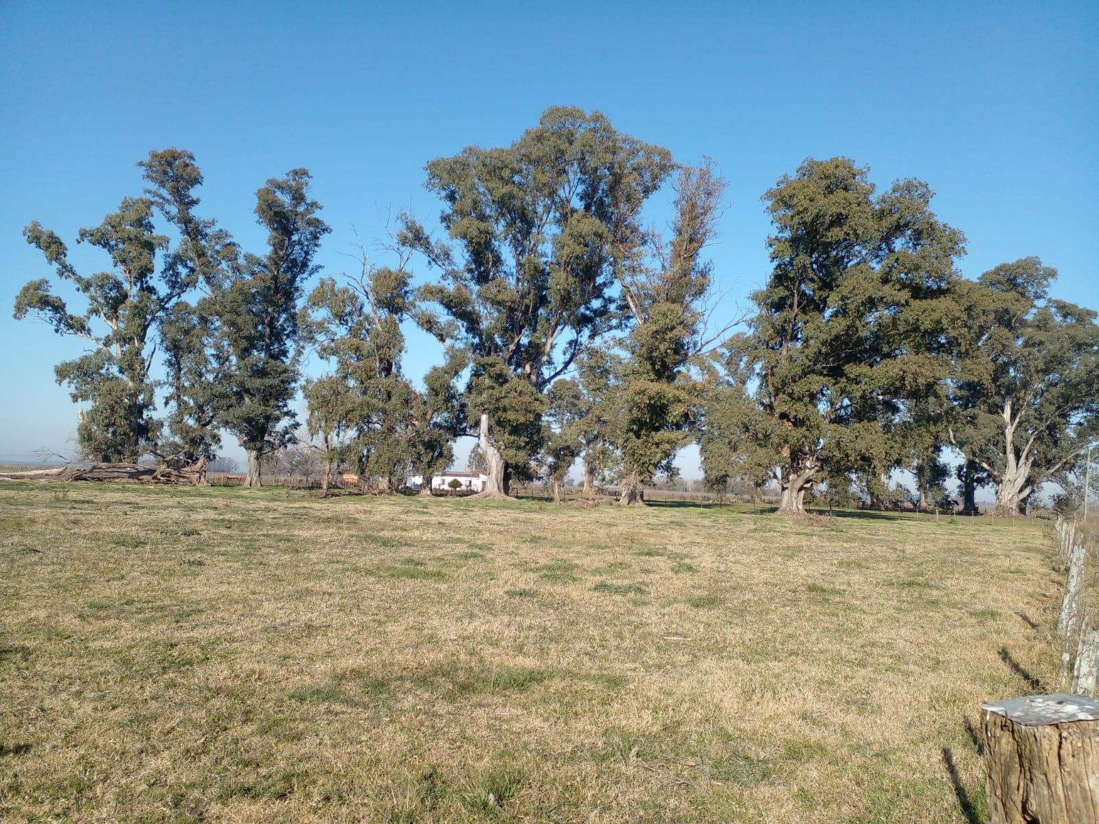 CAMPO EN PARTIDO DE SAN VICENTE — foto 3