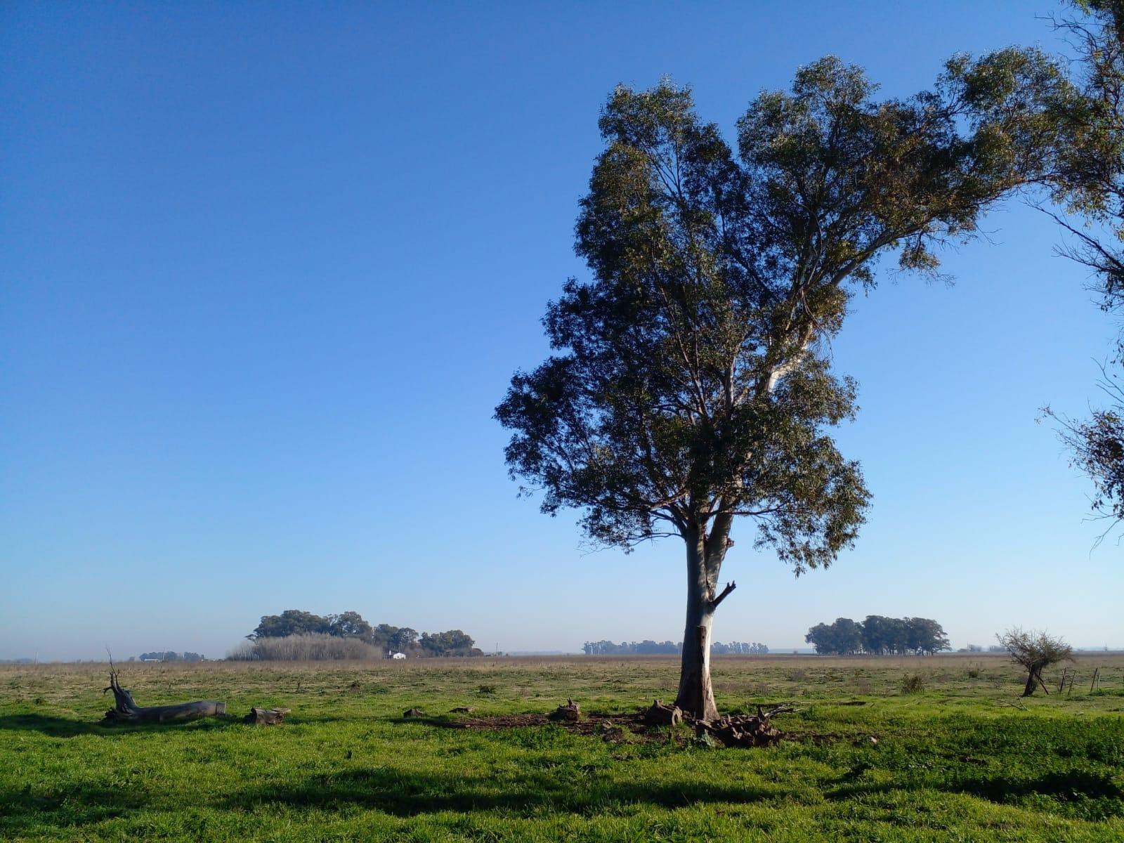 CAMPO EN PARTIDO DE SAN VICENTE — foto 6