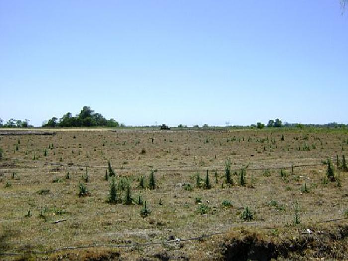CAMPOS DE VICTORIA CANNING! ULTIMOS LOTES. — foto 3