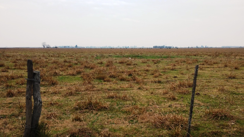 CAMPO 25 Ha EN LUIS PALACIOS 100% AGRÍCOLA - 4