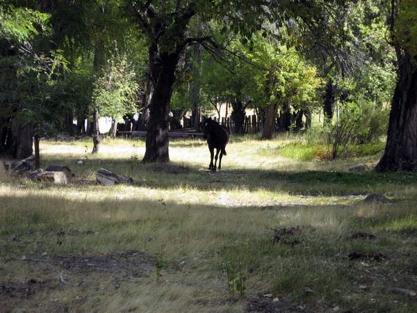 Excelente Finca de 27Has sobre asfalto con cabaña, arroyo y manantial - 12