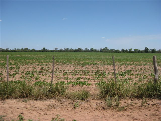 CAMPO AGRÍCOLA EN LAS LAJITAS PROVINCIA DE SALTA - 3