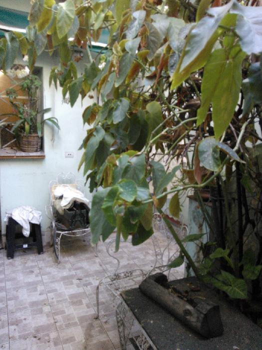 CASA EN PLANTA BAJA CON LOCAL COMERCIAL Y TERRAZA EXCLUSIVA — foto 8