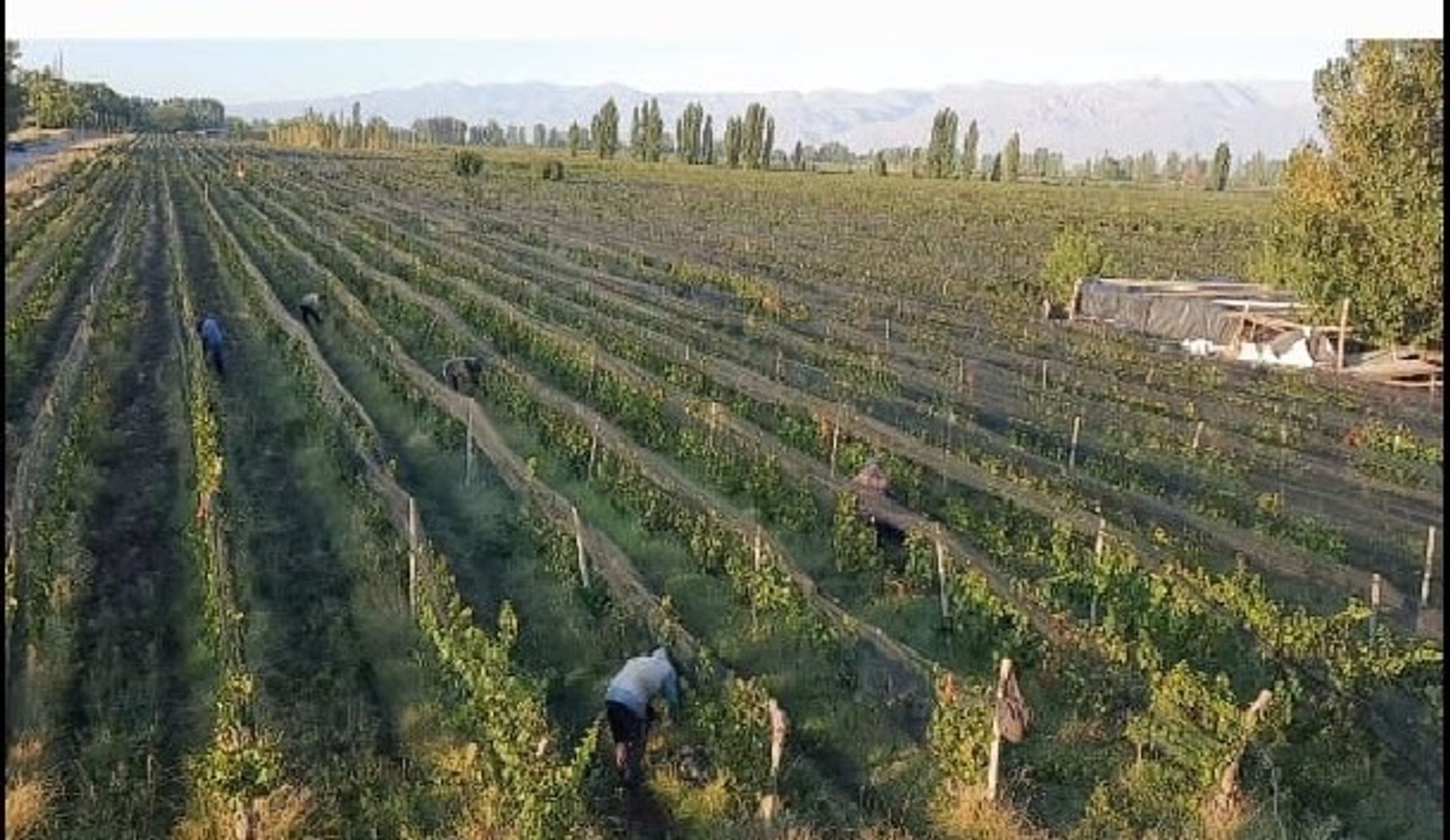 Finca en Venta - La Consulta - San Carlos - Mendoza - 1