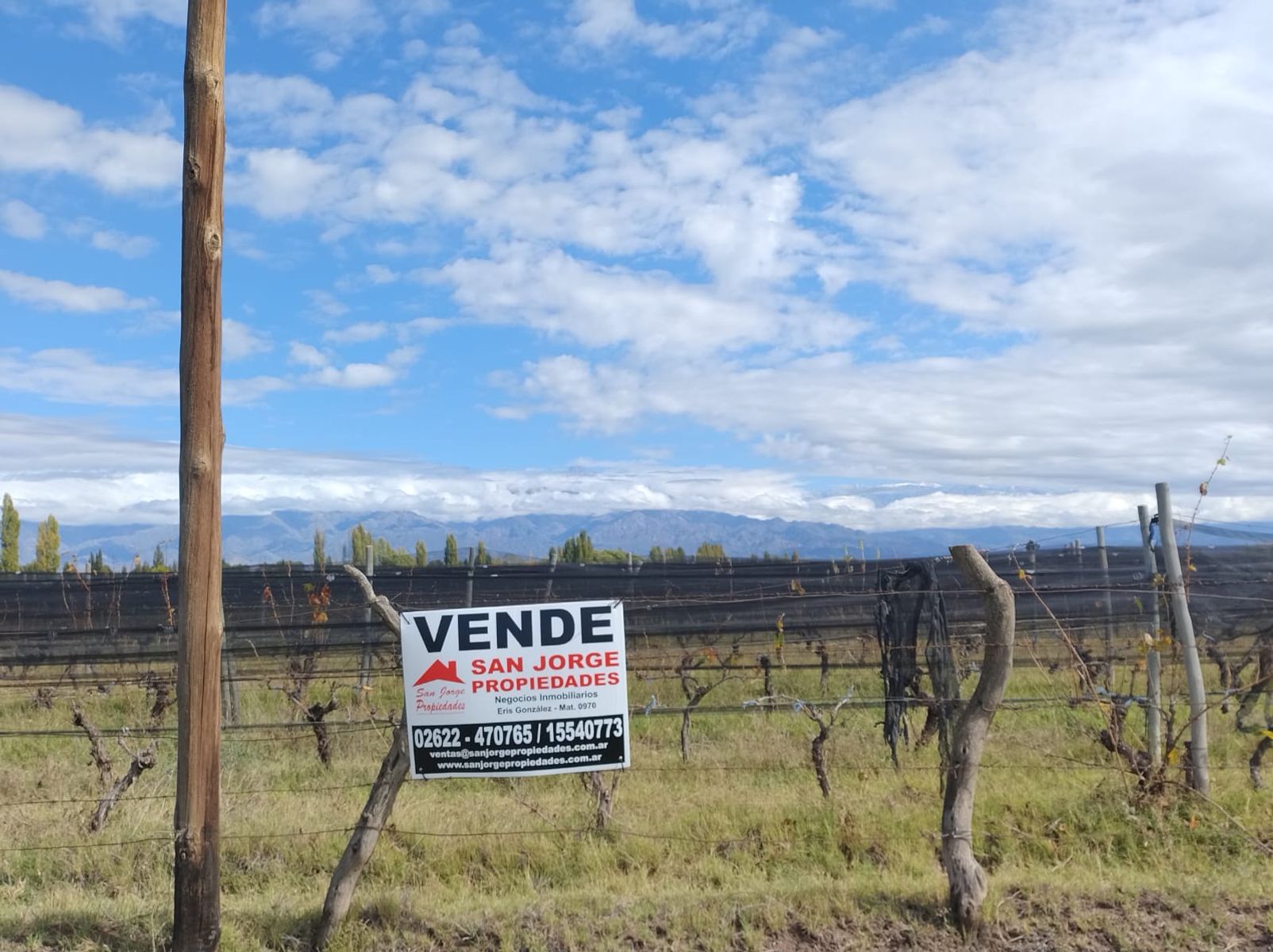 Finca en Venta - La Consulta - San Carlos - Mendoza - 2
