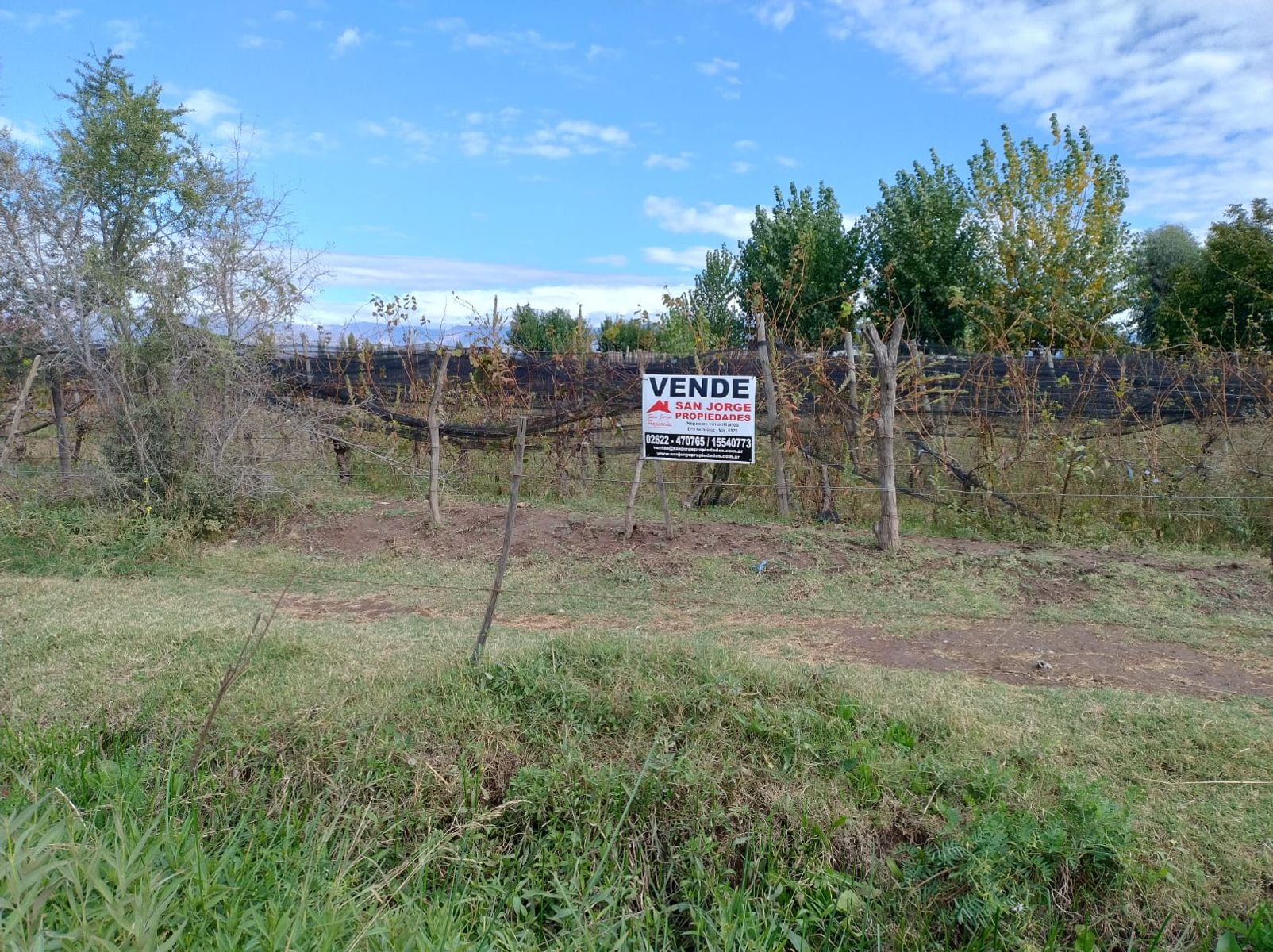 Finca en Venta - La Consulta - San Carlos - Mendoza - 3