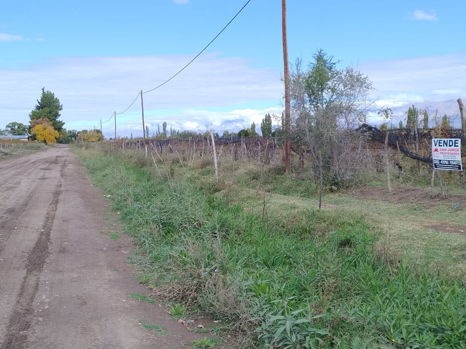Finca en Venta - La Consulta - San Carlos - Mendoza - 4