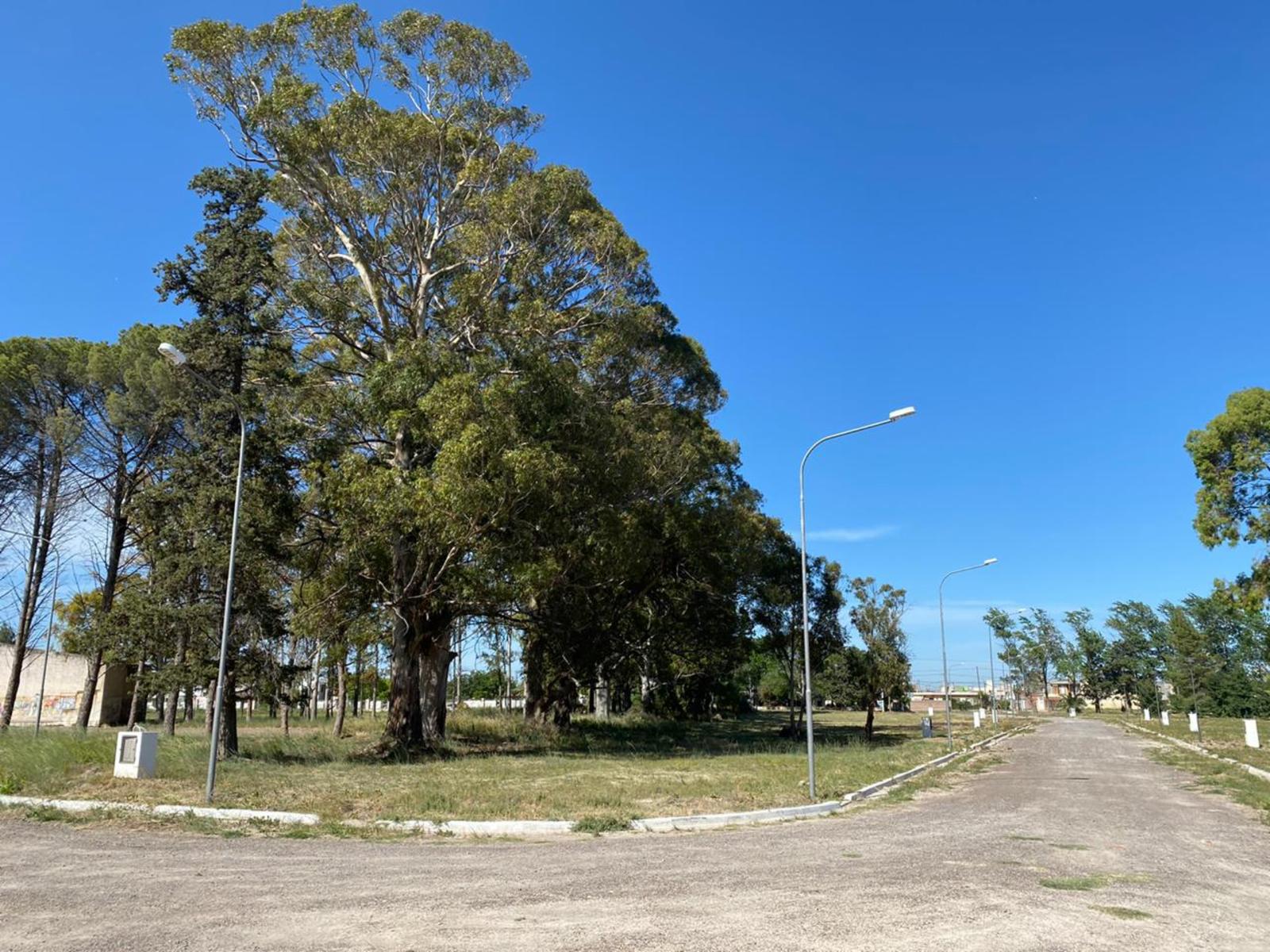 SE VENDEN LOTES Bº COSTANERA NORTE VIEDMA — foto 8