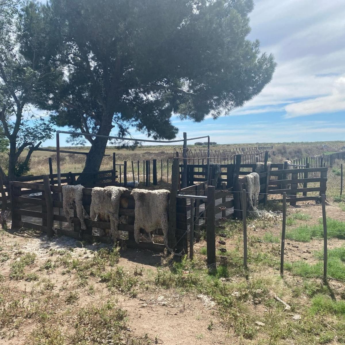 SE VENDE CAMPO 1250has - PATAGONES - 8