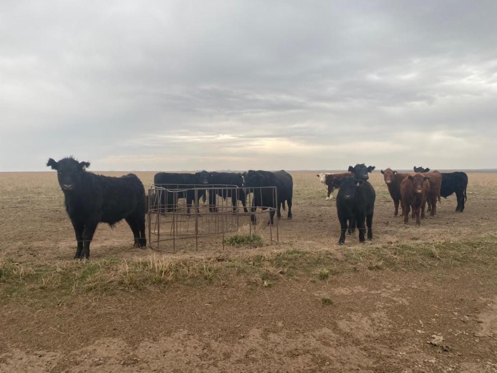 SE VENDE CAMPO 388has - VILLALONGA - 21
