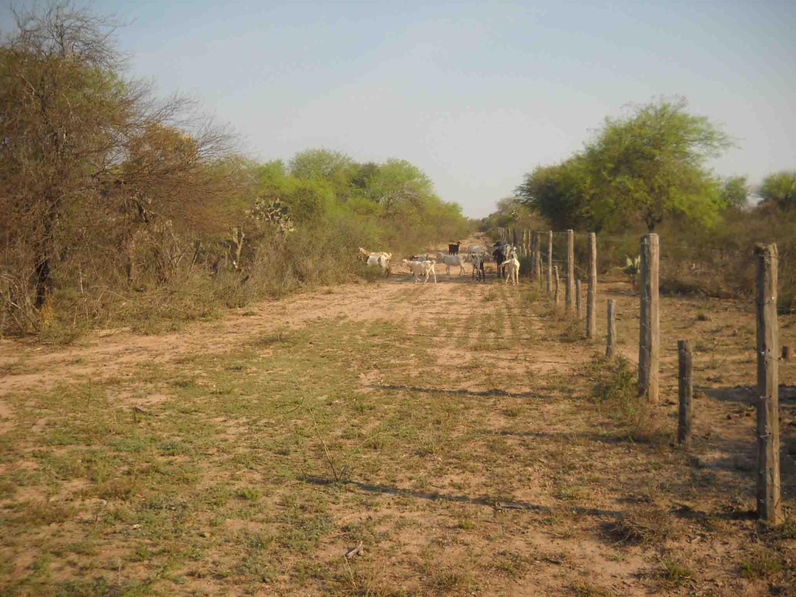 CAMPO DE 270 Ha. EN VENTA EN SANTIAGO DEL ESTERO, LOCALIDAD DE AÑATUYA, TODO TIPO DE AGRICULTURA - 2