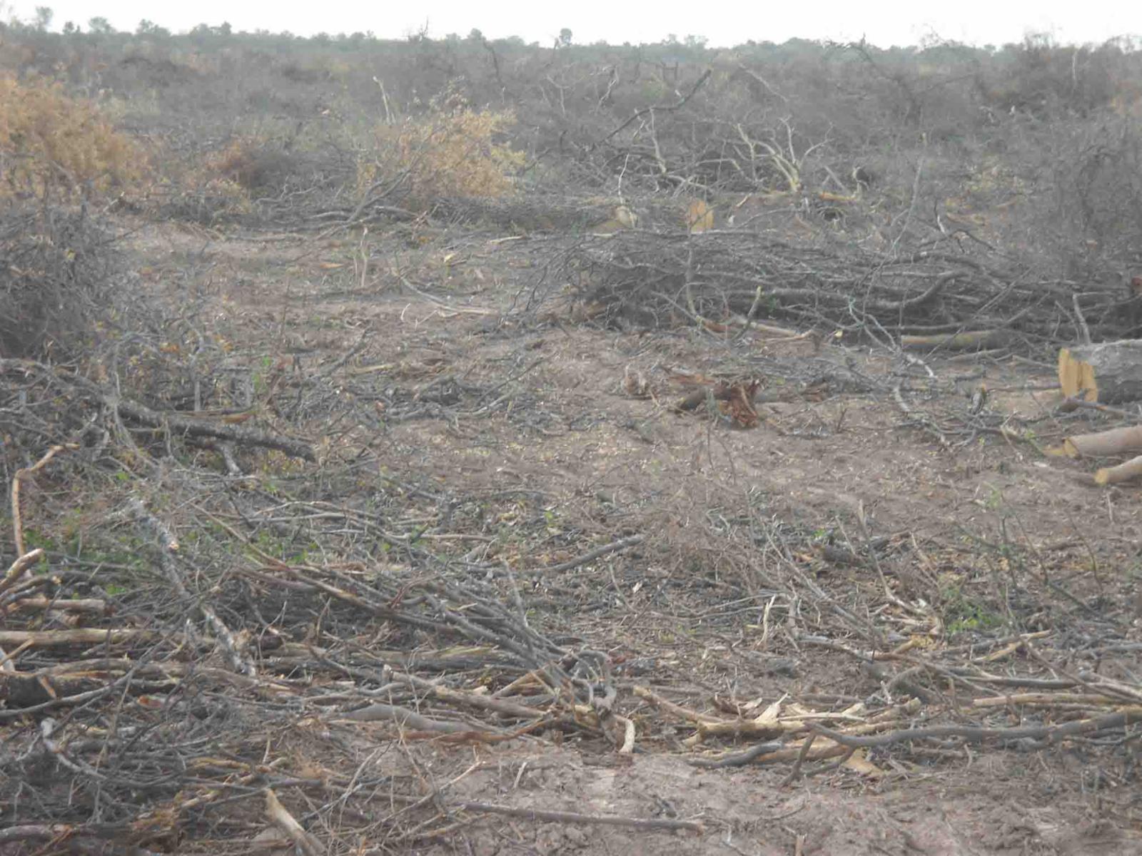 CAMPO DE 270 Ha. EN VENTA EN SANTIAGO DEL ESTERO, LOCALIDAD DE AÑATUYA, TODO TIPO DE AGRICULTURA - 5