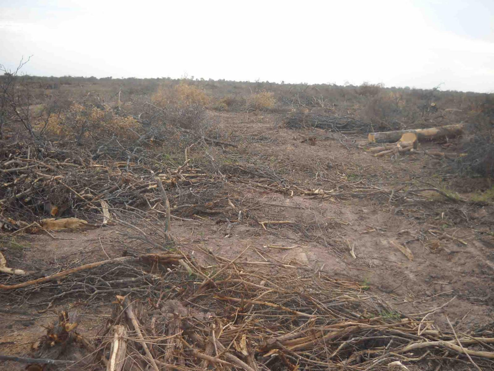 CAMPO DE 270 Ha. EN VENTA EN SANTIAGO DEL ESTERO, LOCALIDAD DE AÑATUYA, TODO TIPO DE AGRICULTURA - 6