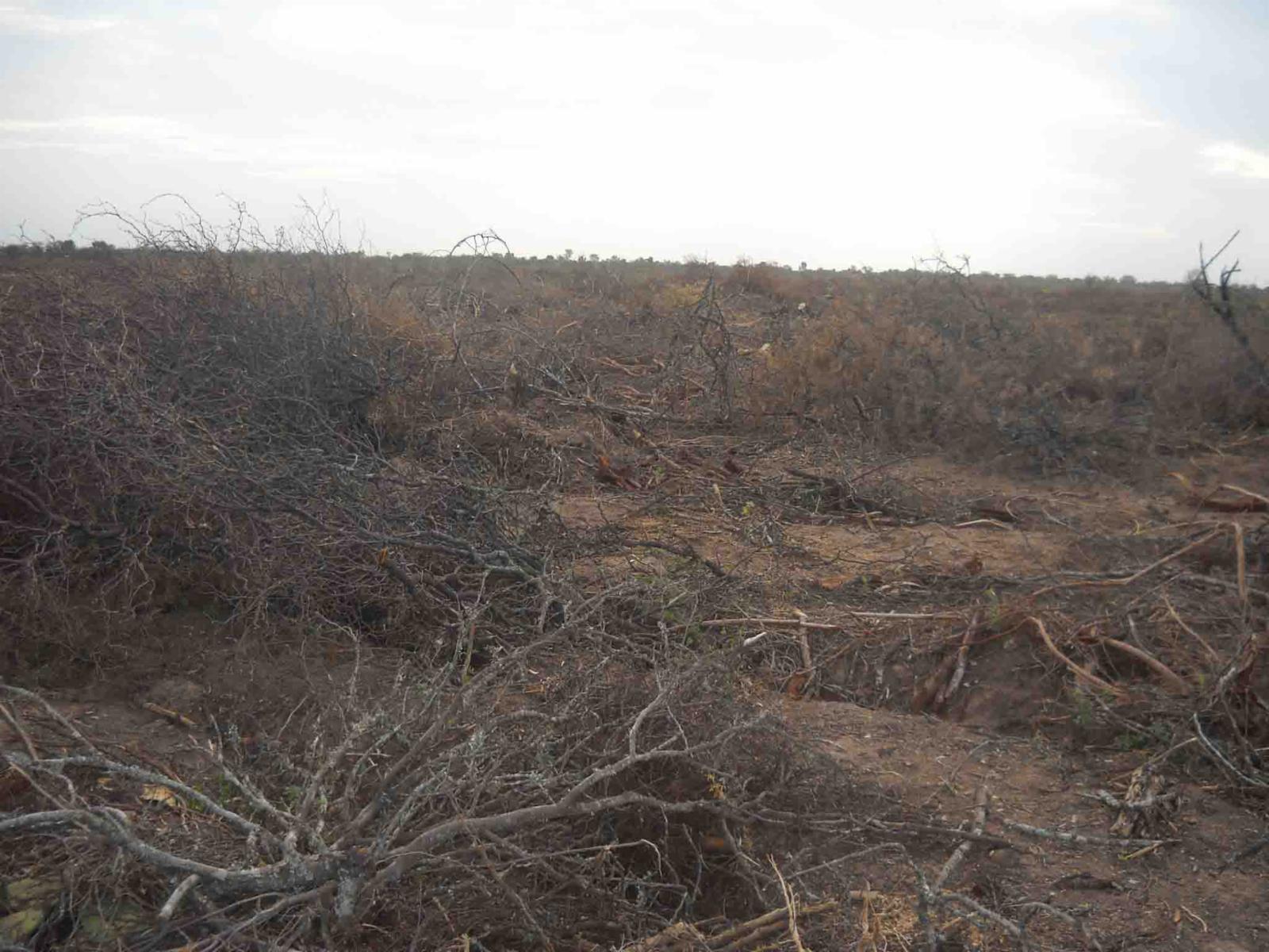 CAMPO DE 270 Ha. EN VENTA EN SANTIAGO DEL ESTERO, LOCALIDAD DE AÑATUYA, TODO TIPO DE AGRICULTURA - 11